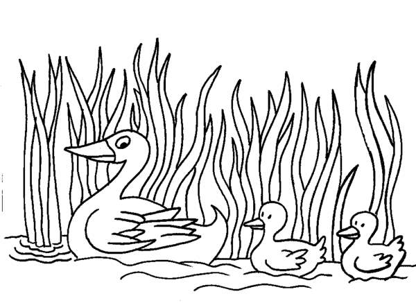 dessin de canard simple sur le lac à imprimer et à peindre