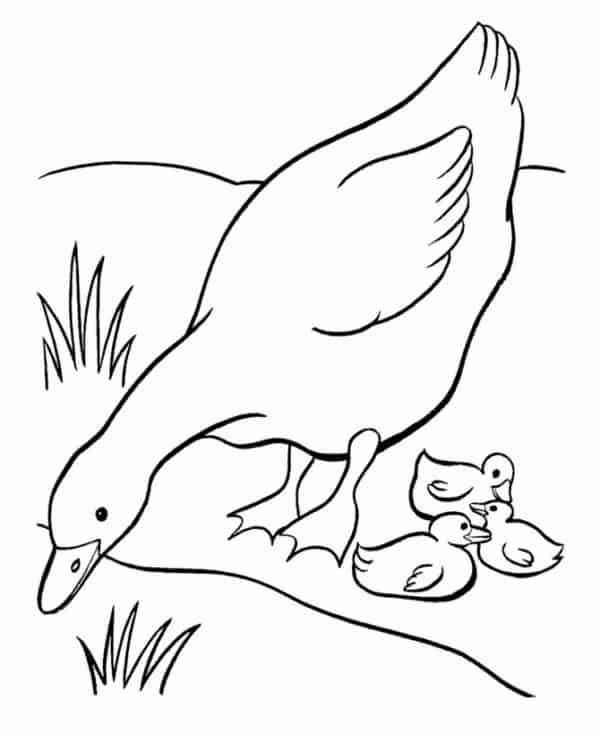Coloriage de canetons avec la mère canard