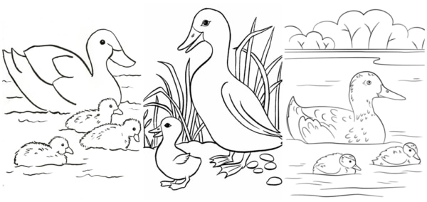coloriage canard avec poussins
