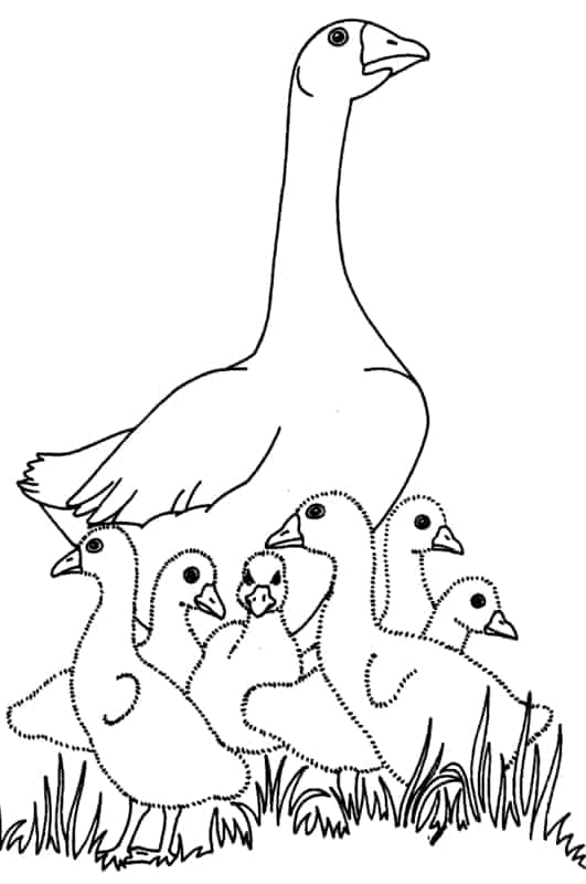 Coloriage de mère de canard avec des poussins