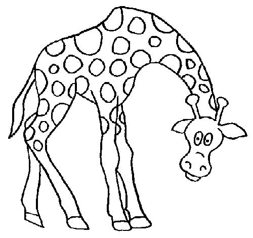 Girafe-Dessins-1