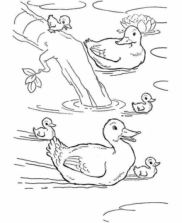 Coloriage de canards nageant