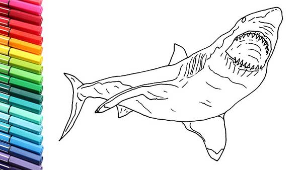 dessins de requin