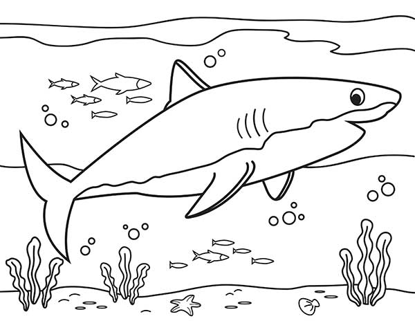 dessin animé de requin