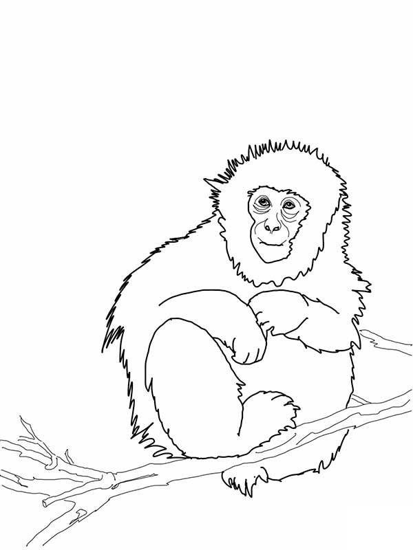 dessins de singes