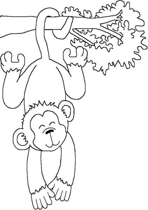 idées de dessin de singe