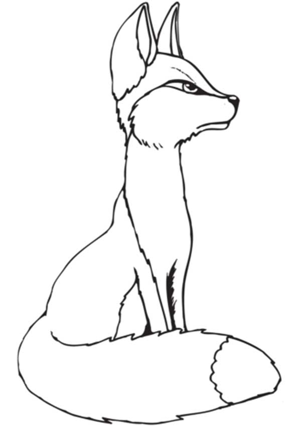 dessins de renard