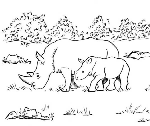 coloriage de rhinocéros