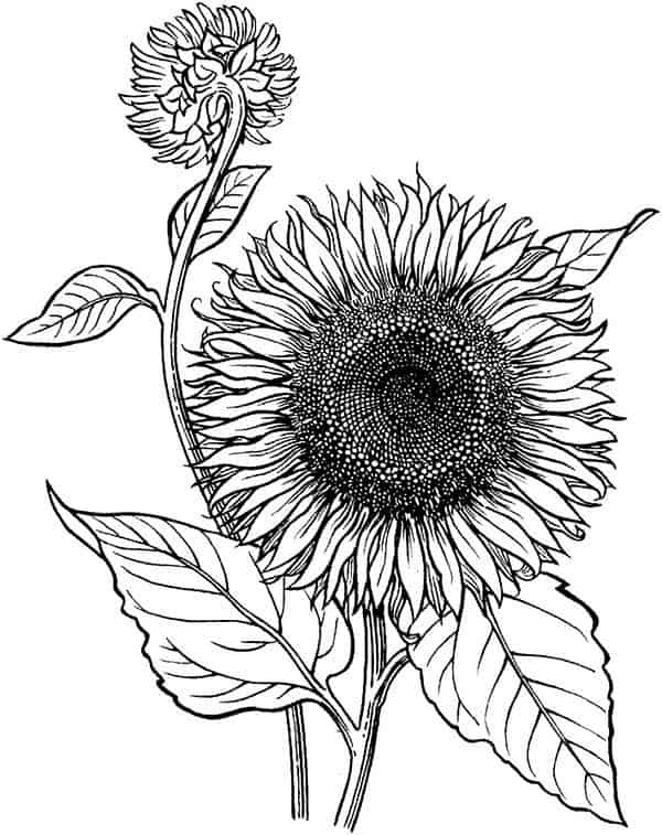 fleur de tournesol à imprimer et à colorier