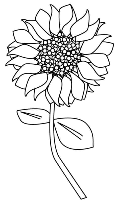 fleur de tournesol à imprimer gratuitement et à colorier