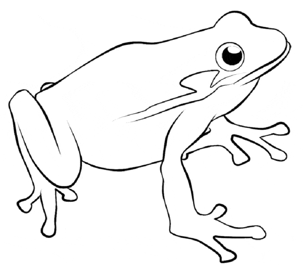modèle de grenouille à colorier