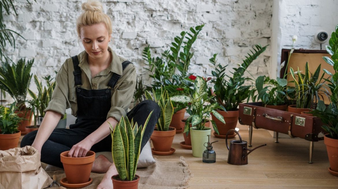 houseplants_oblozhka
