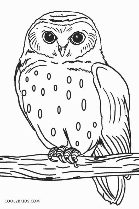 18 coloriages de grands hiboux