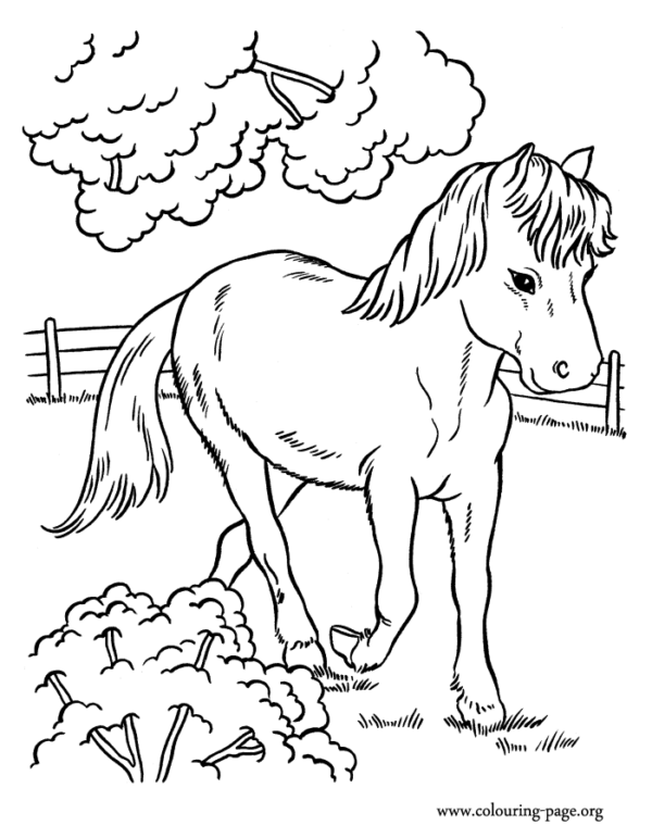 21 jolis dessins de cheval à imprimer gratuitement