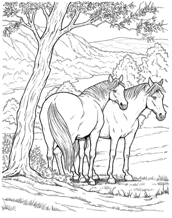 46 dessin de cheval sauvage
