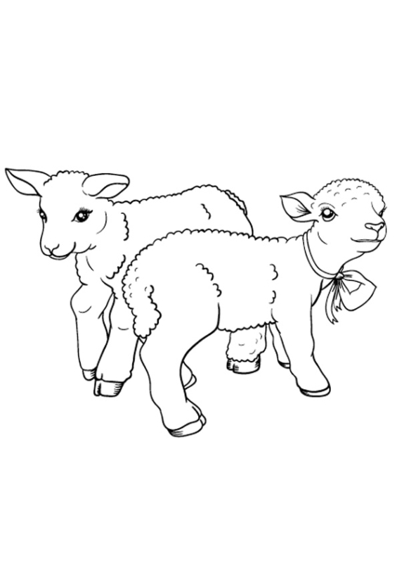 2 coloriages de moutons simples