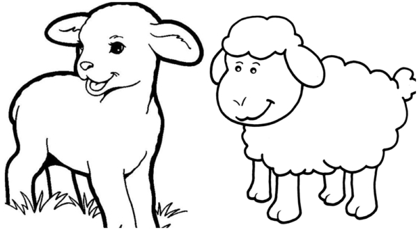 10 dessins simples de moutons