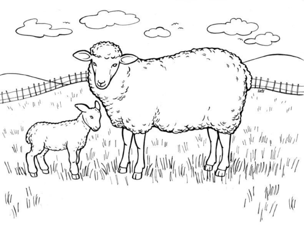 Coloriage 21 moutons avec bébé