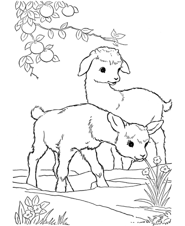 25 activités de coloriage de moutons