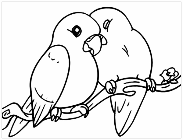 Activité de 9 couples d'oiseaux à colorier