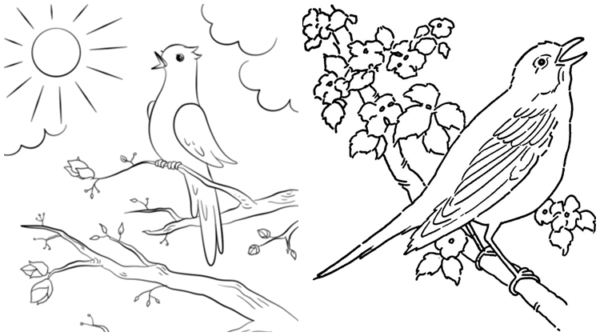 33 coloriages d'oiseaux chanteurs à imprimer gratuitement