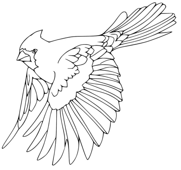 38 dessins d'oiseaux volants à imprimer gratuitement