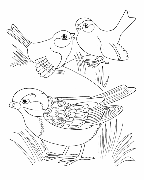 8 familles d'oiseaux à imprimer et colorier
