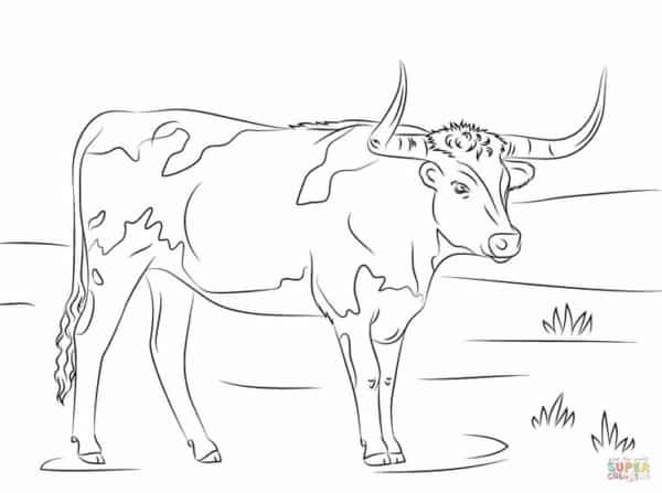 2 activité boeuf à colorier
