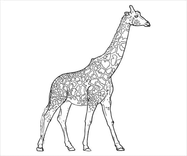 7 dessins de girafe gratuits