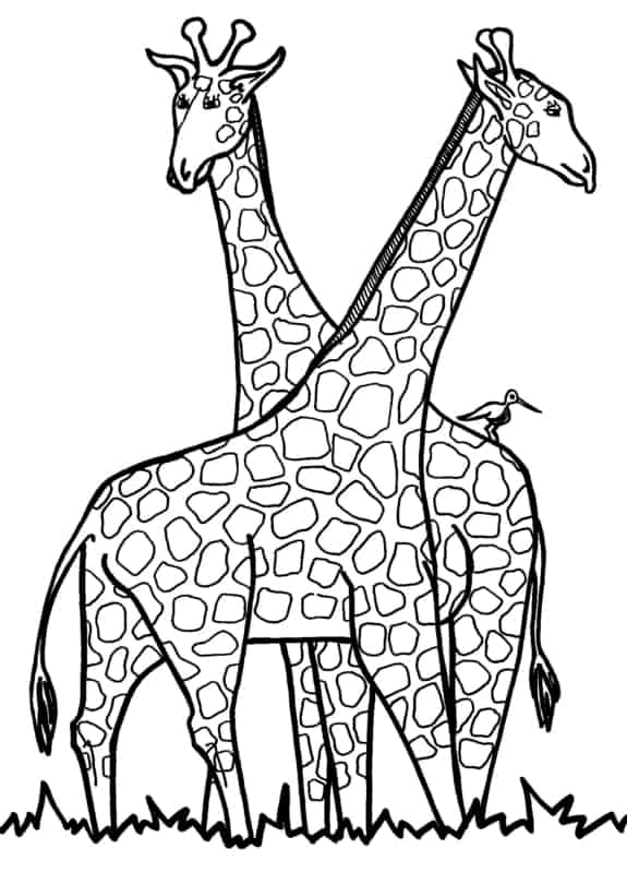 6 dessins de girafe imprimables gratuitement