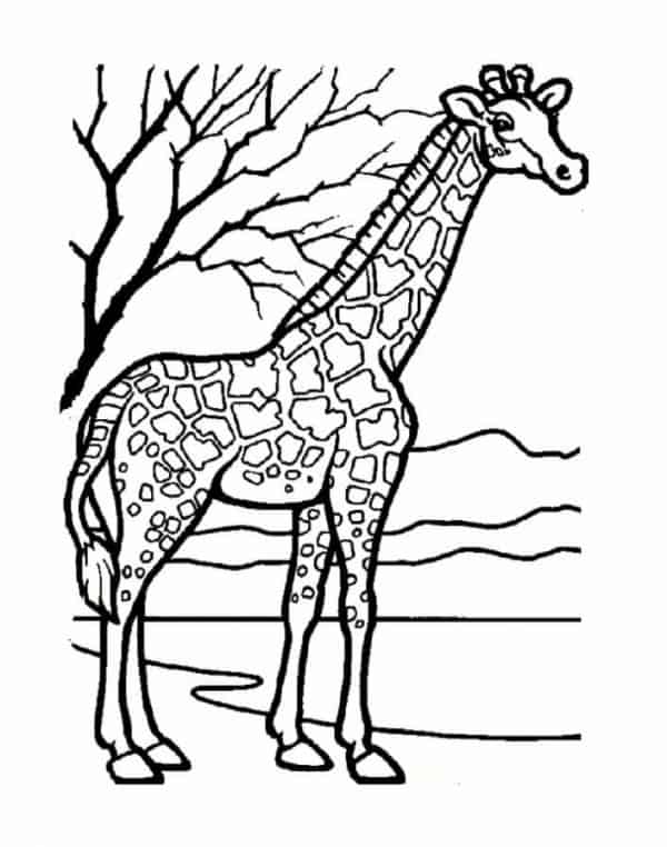 8 dessins simples de girafe à imprimer et à colorier