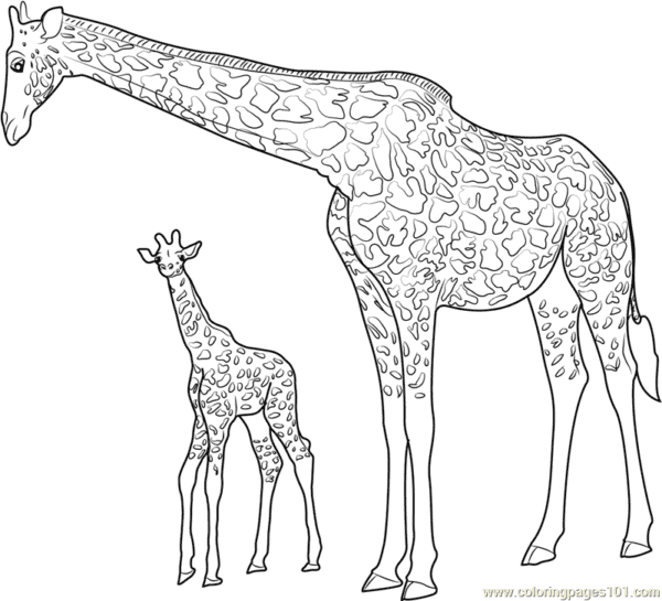 20 dessins simples de girafe avec bébé à imprimer gratuitement