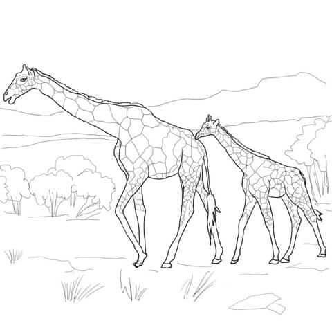 21 dessin de girafe avec bébé qui marche