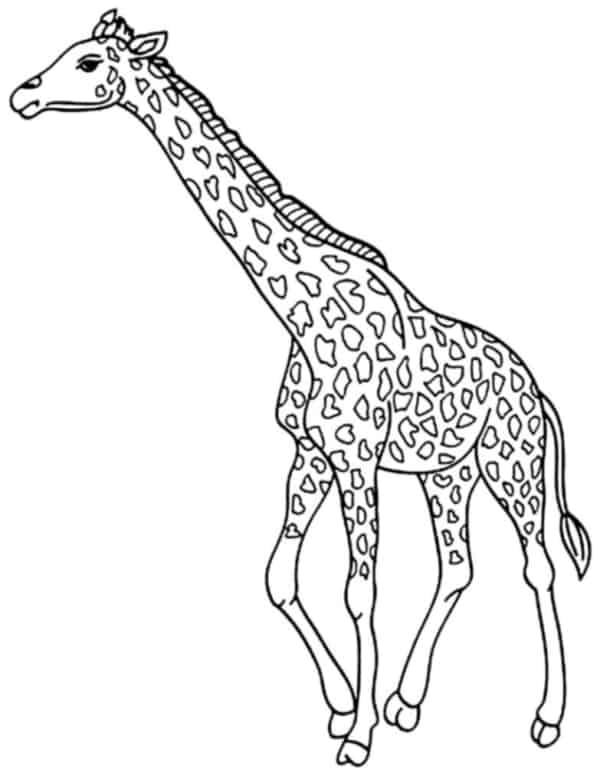 9 dessins de girafe gratuits à imprimer