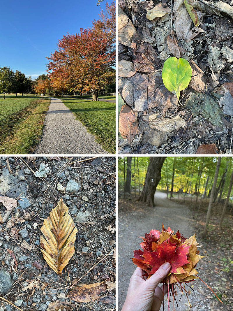 Faire une promenade dans la nature pour ramasser des feuilles pour une couronne.