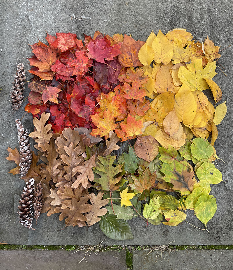 Ramasser un arc-en-ciel de feuilles du sol