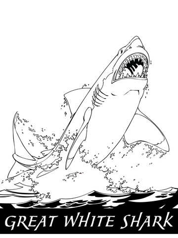 coloriage requin blanc 10