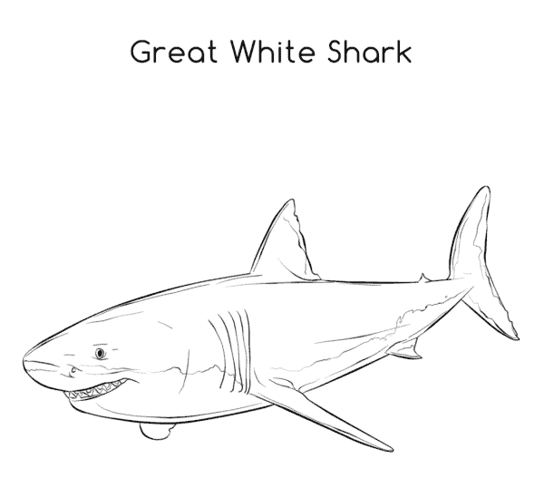 coloriage requin blanc 12