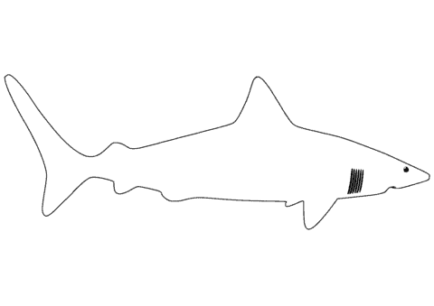 coloriage requin blanc 11