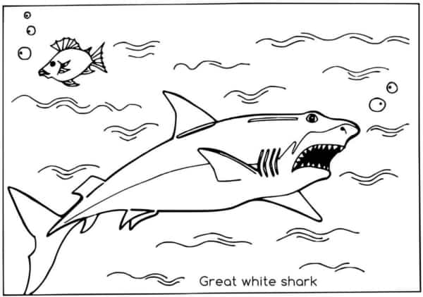 coloriage requin blanc 14