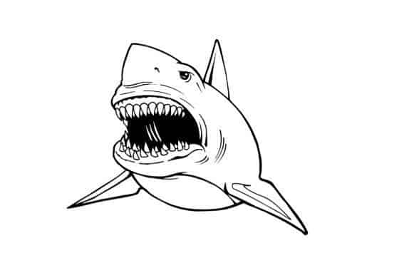 coloriage requin blanc 15