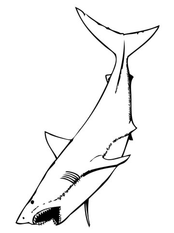 coloriage requin blanc 8