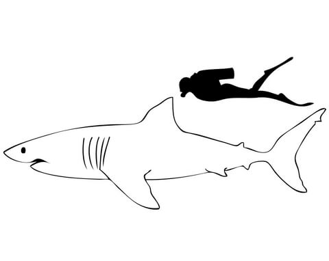 coloriage requin blanc 5