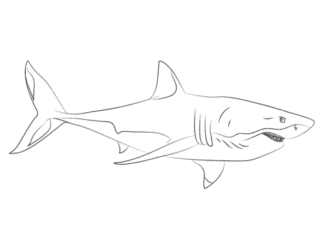 coloriage requin blanc 7