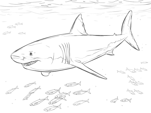 coloriage requin blanc 4