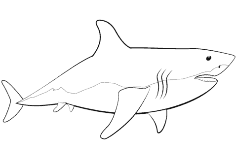 coloriage requin blanc 1