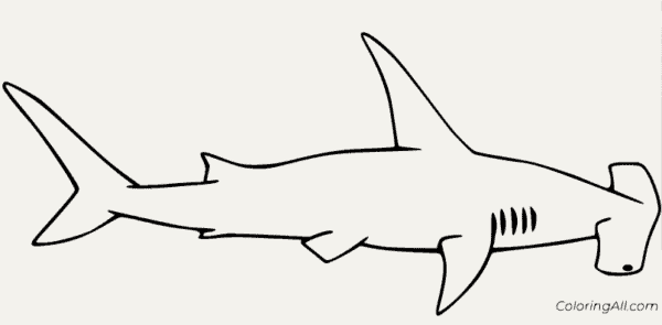 Coloriage requin marteau 4