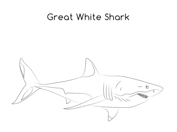 coloriage requin blanc 13