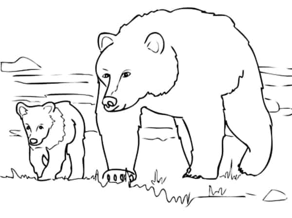 Activité 5 ours avec ourson à colorier Just Color