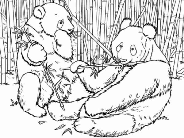 10 coloriages d'ours panda Styles à la vie